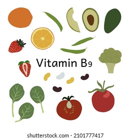 Collection of vitamin B9 sources. Food enriched with folates. Dietetic organic nutrition. Flat vector cartoon illustration.
