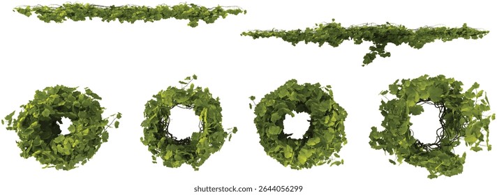 Collection of Vitis climber plants isolated on transparent background from the top view