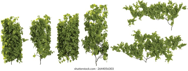 Collection of Vitis climber plants isolated on transparent background