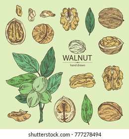 Collection of walnut: nuts and brahch with walnut. Vector hand drawn illustration.