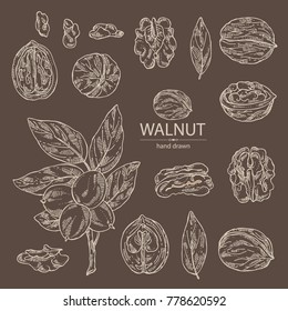 Collection of walnut: nuts and brahch with walnut. Vector hand drawn illustration.
