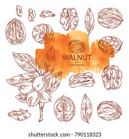 Collection of walnut: nuts and brahch with walnut. Vector hand drawn illustration.