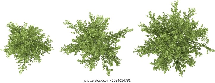 Coleção de nogueira com fundo transparente a partir da vista superior