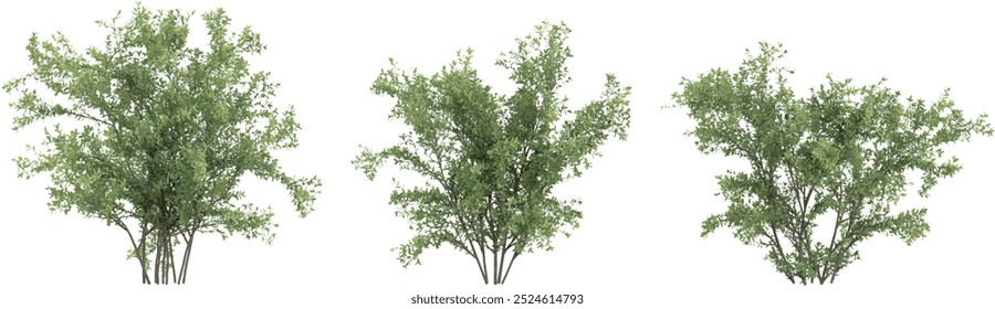 Collection of walnut tree with transparent background