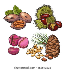 Collection of walnuts, chestnuts, pine nuts and peanuts vector illustration isolated on white background. Set of fresh and ripe seasonal cedar nut walnut chestnut and peanut