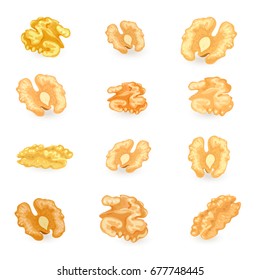 collection of walnuts kernels for your design 