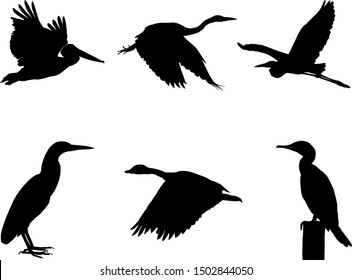 Collection of Water bird Bird on tree branch Silhouettes. Vector illustration isolated on white