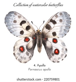 Collection of watercolor butterflies / N.4. Apollo (Parnassius apollo) / Hand drawn illustration, isolated on white / Vector Illustration