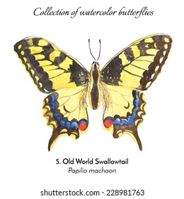 Collection of watercolor butterflies / N.5.Old World Swallowtail (Papilio machaon) / Hand drawn illustration, isolated on white / Vector Illustration