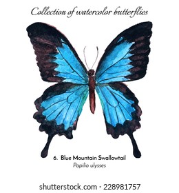 Collection of watercolor butterflies / N.6.  Blue Mountain Swallowtail (Papilio ulysses) / Hand drawn illustration, isolated on white / Vector Illustration