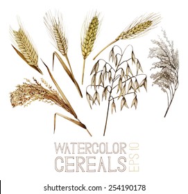 Collection of watercolor cereals. Wheat, millet, barley, rye, oats and rice. Vector set