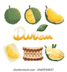 Collection of watercolor durian fruits isolated on background. Vector illustration.