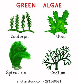 Collection watercolor green algae isolated on white background