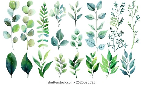 Collection of watercolor green leaves branch on white isolated background.
