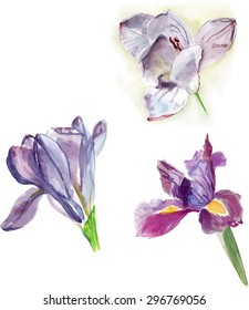 A collection of watercolor iris flowers, scalable vector graphic