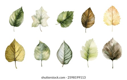 A collection of watercolor leaves in different shapes and colors including green yellow and brown. Perfect for botanical art and natural themed designs