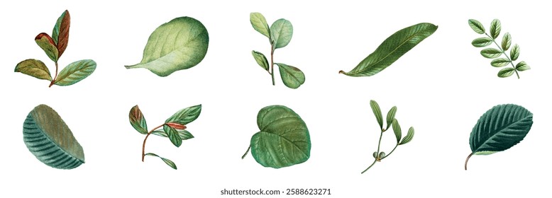 Collection of watercolor leaves, featuring various shapes and shades of green. Each leaf is unique, showcasing nature's diversity and beauty in leaf design. Botanical elements, vector set.