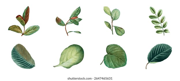 Coleção de folhas de aquarela, apresentando várias formas e tons de verde. Cada ilustração de folha apresenta texturas únicas e padrões de folhas naturais. Elementos botânicos, conjunto vetorial.