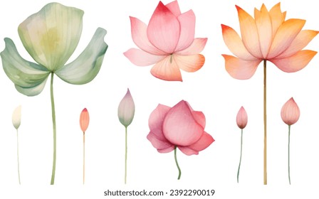 Collection of Watercolor Lotus Flower Cliparts