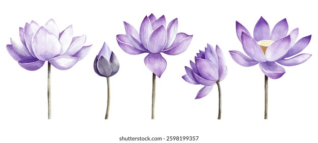 A collection of watercolor lotus flowers in various stages of bloom, painted in soft purple hues. Ideal for spiritual, botanical, and decorative designs