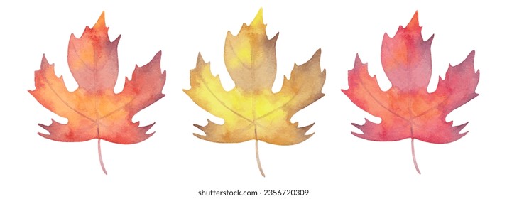 Collection of watercolor maple leaves.Autumn botany for seasonal holidays.Hand drawn isolated art.