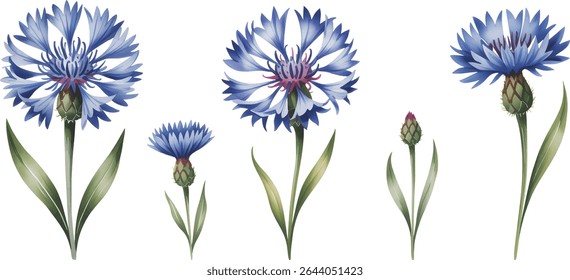 Collection of watercolor vector illustrations of cornflower blooms and green leaves isolated on white background.