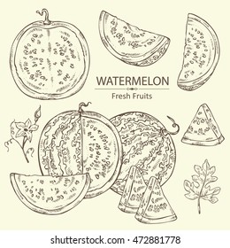 Collection of watermelon . hand drawn
