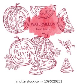 Collection of watermelon and watermelon slice. Vector hand drawn illustration