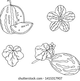 Collection of the watermelon. Vector sketch illustration of the watermelon, flower, leaves. Farm watermelon set.