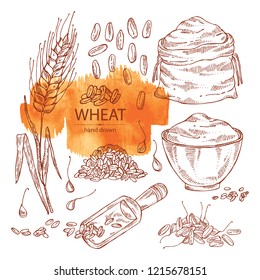 Collection of wheat: plate and bag with wheat flour and wheat grain. Vector hand drawn illustration