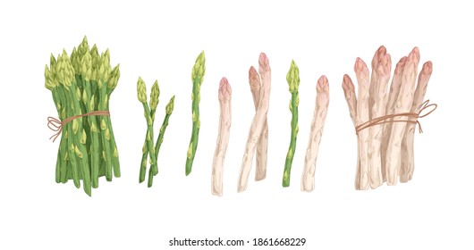 Collection of white and green asparagus stems and bound bunches isolated on white background. Set of raw fresh vegetables. Hand drawn colorful realistic vector illustration