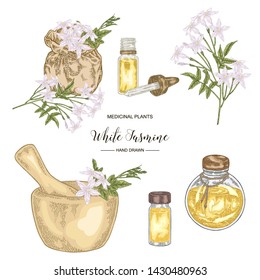 Collection of white jasmine, Jasminum officinale flowers and leaves. Medical plants hand drawn. Vector botanical illustration.