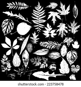 collection of white leaves element, grunge