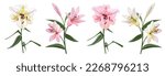 Collection white and pink lilies (Lilium brownii). Big Lily realistic flowers, bud, leaves in watercolor style. Closeup vector illustration for wedding anniversary card, birthday invitation