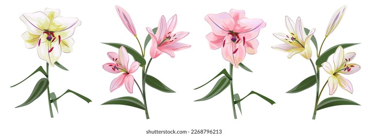 Collection white and pink lilies (Lilium brownii). Big Lily realistic flowers, bud, leaves in watercolor style. Closeup vector illustration for wedding anniversary card, birthday invitation