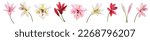 Collection of white, pink, red lilies (Lilium brownii). Big Lily realistic flowers in watercolor style. Panoramic view. Close up vector illustration for wedding anniversary card, birthday invitation