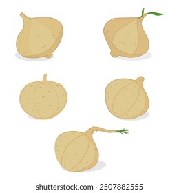 Collection of whole jicama fruit vector design latest version. Jicama root. Light brown colour. Agriculture. Set of element fresh fruits. Juicy. Icon, logo, label, food menu. Unique. New illustration