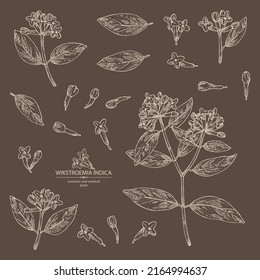 Collection of wikstroemia indica: leaves, flowers and wikstroemia indica plant. Daphne indica. Cosmetic, perfumery and medical plant. Vector hand drawn illustration.