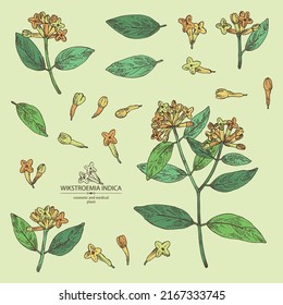 Collection of wikstroemia indica: leaves, flowers and wikstroemia indica plant. Daphne indica. Cosmetic, perfumery and medical plant. Vector hand drawn illustration.