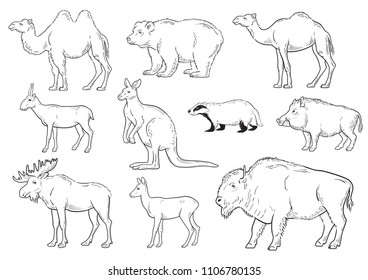 collection of wild animals on white background vector illustration