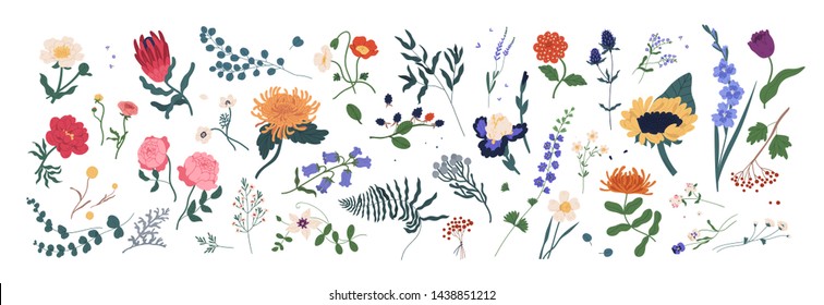 Collection of wild blooming meadow flowers isolated on white background. Bundle of wildflowers used in floristry. Set of decorative floral design elements. Flat colorful botanical vector illustration.