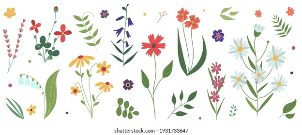 Collection Of Wild Blooming Meadow Flowers. Flat Colorful Botanical Vector Illustration.