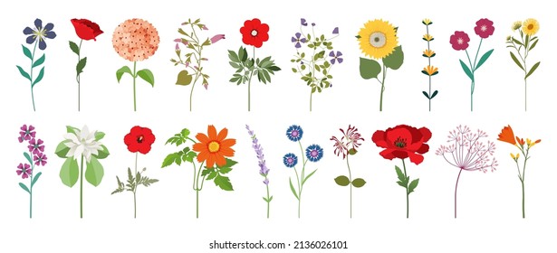 Collection of wild blooming meadow flowers isolated on white background. Bundle of wildflowers used in floristry. Set of decorative floral design elements. Flat colorful botanical vector illustration