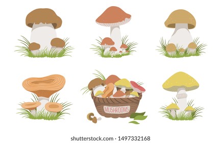 Collection of Wild Edible Forest Mushrooms Set Vector Illustration