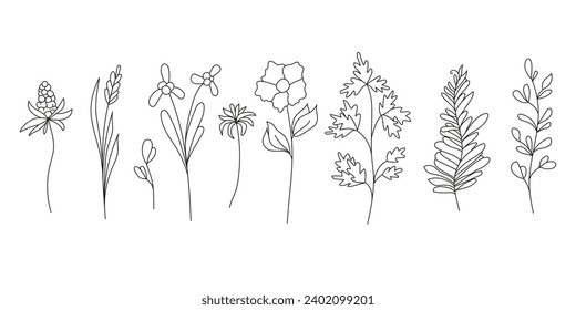 Collection of wild flowers and leaves. Linear vector illustration isolate don white background