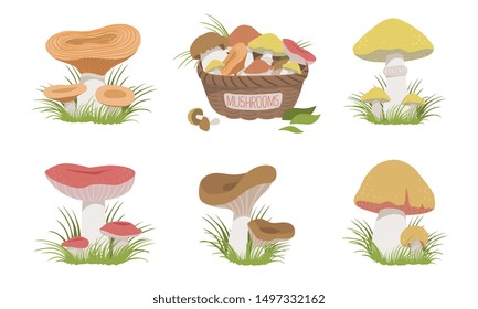 Collection of Wild Forest Mushrooms Set, Edible Mushrooms Vector Illustration
