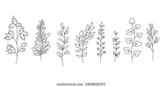 Collection of wild herbs and leaves. Linear vector illustration isolate don white background