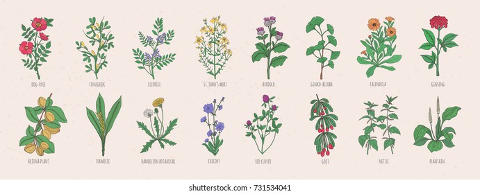 Collection of wild meadow herbs, blooming flowers and tropical plants with edible berries hand drawn in vintage style and isolated on white background. Detailed botanical vector illustration.