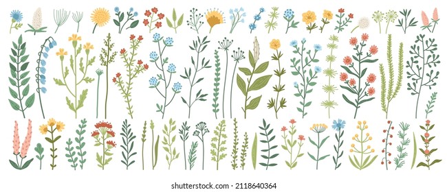 Collection of wild meadow herbs, flowering flowers and tropical plants with edible berries isolated on white background. Detailed botanical vector illustration. Wild flowers element set