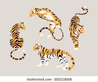 Collection of wild oriental tigers in different poses. Set of animal symbols 2022 Chinese New Year of Tiger. Large striped cats for traditional festival, zoo or calendar design. Vector illustration